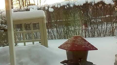 Bird camera with motion detector