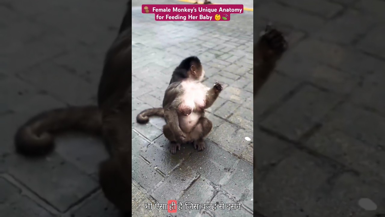 🐒 Female Monkey's Unique Anatomy for Feeding Her Baby 👶🍃 