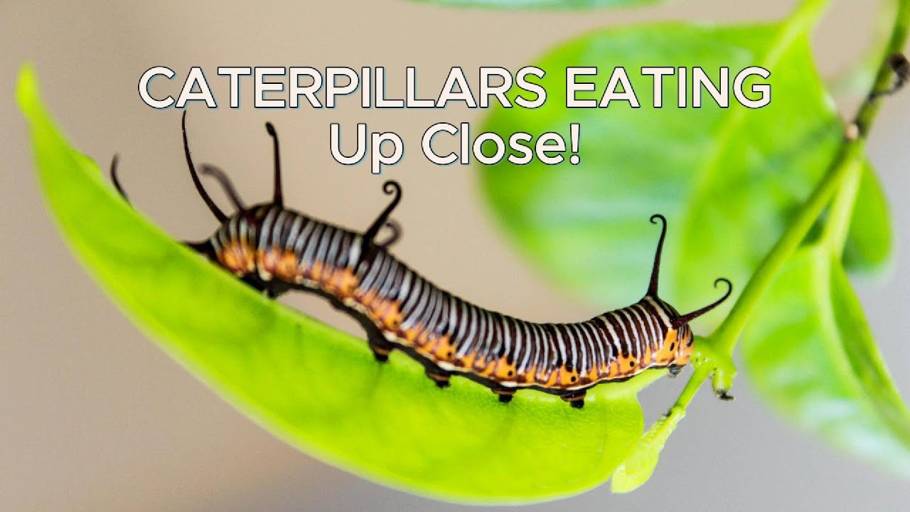 Caterpillars Devour Leaves Up Close | Nature’s Tiny Eating Machines 