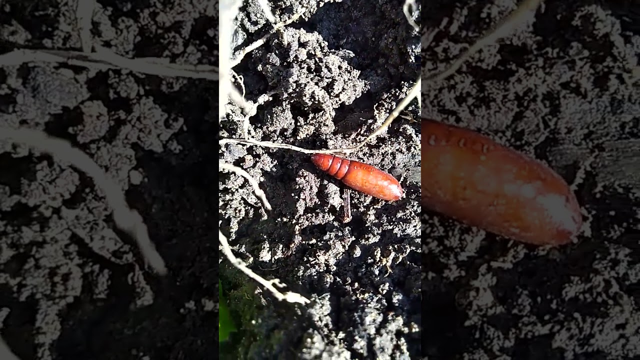 found this buried deep in the ground what is this