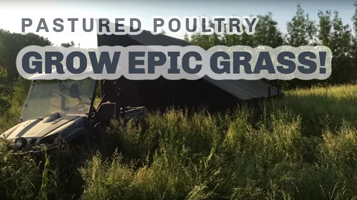CHICKENS GROW INCREDIBLE GRASS! Drought proofing o...