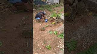 Caplok Suger On The Kedon Branch Please  nature shots