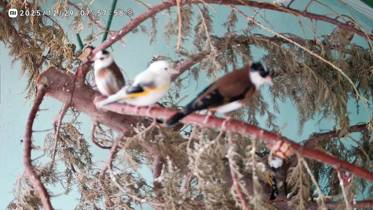 عند وصول طيور الحسون لهذه المرحلة تبدا وقتها في التجهيز 