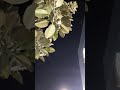 سبحان الله العصفور على الشجرة بالليل