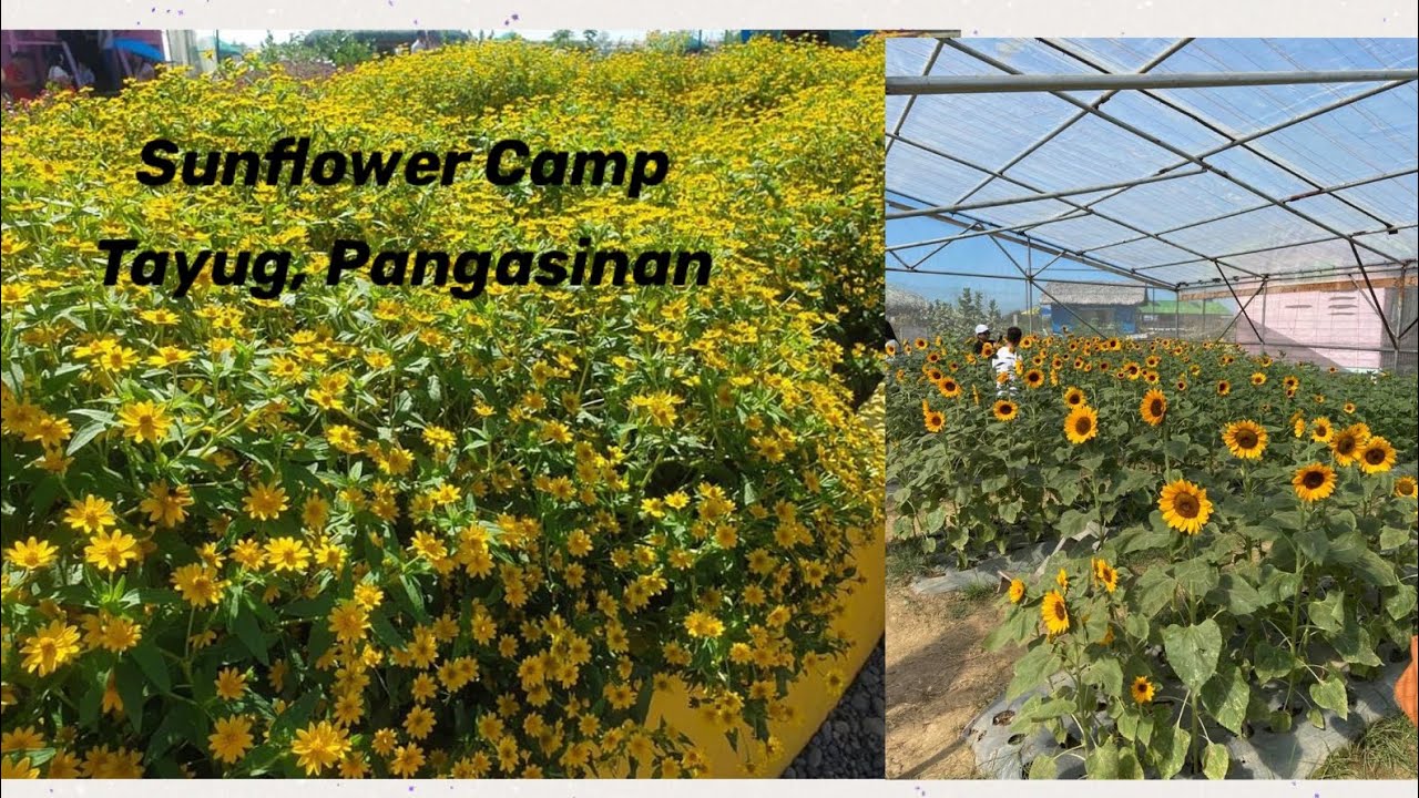 Tayug Eco Park Sunflower Camp/Maze Pangasinan Tourist Spot YouTube