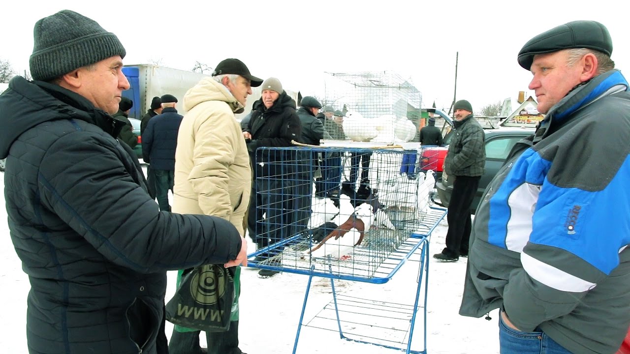 Ярмарка голубей в Гомеле.Беларусь.