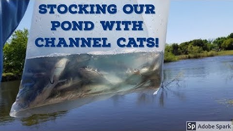 Stocking the pond with channel cats during Oklahoma storm season!