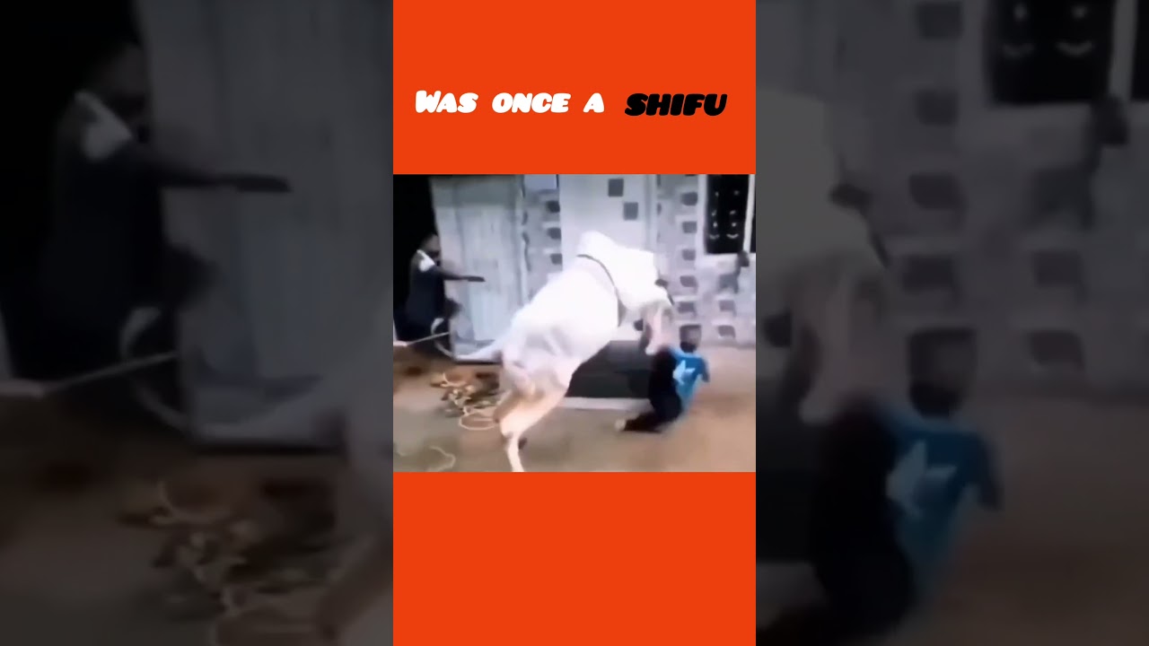Comedy Showdown: Man vs Cow in Hilarious Fight