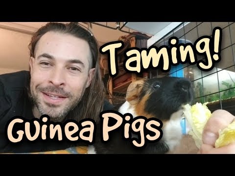 How to tame your Guinea Pig