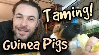 How to tame your Guinea Pig