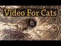 Video For Cats - Gerbils in The Holes - Cat Entertainment