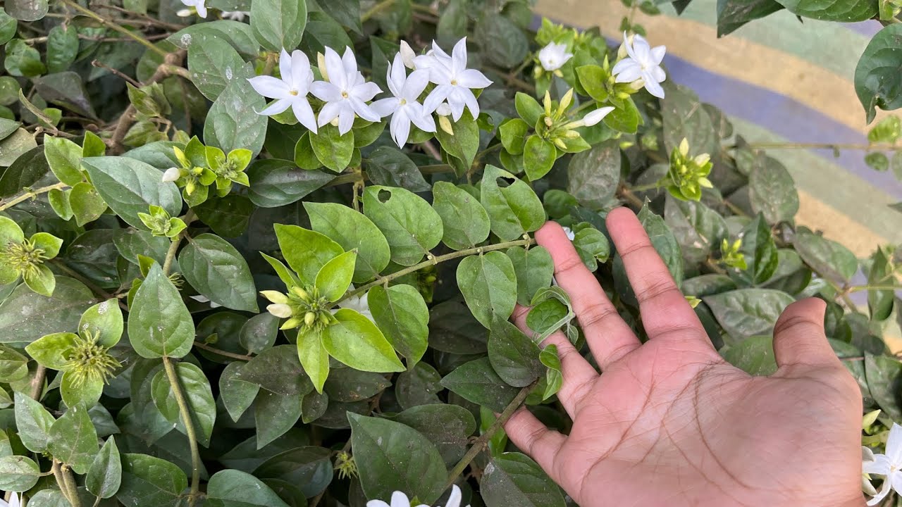 Grow మొల్ల పువ్వులు Kagada Malle Plant Complete Guide | How to Grow ...