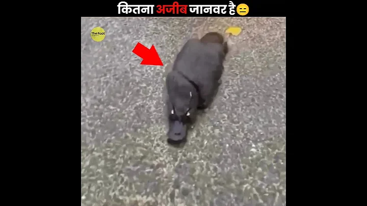 The Weirdest Animal on Earth 😮 thumbnail