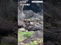 海岸にニホンカモシカ！？　高知・室戸ジオパークで「白い個体」撮影「普通は海に行かない」専門家も驚く　感染症の疑いも、接触しないで