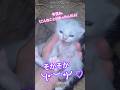 "episode18"「忘れられない秘密のお話し」 #猫のいる生活 #子ネコ #保護猫 #ファーム生活 #子猫 #猫のいる暮らし #好きな子猫 #shorts