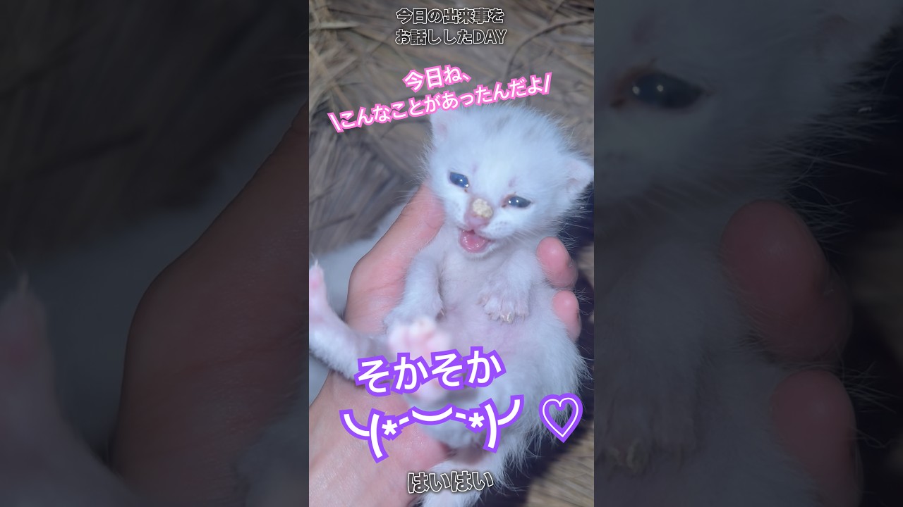 "episode18"「忘れられない秘密のお話し」 #猫のいる生活 #子ネコ #保護猫 #ファーム生活 #子猫 #猫のいる暮らし #好きな子猫 #shorts