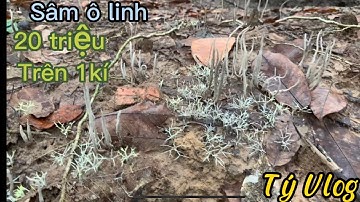 Đào SÂM Ô LINH quý hiếm tại[xã Bình Sơn-Long Thành] TýVlog• #Tý60Vlog