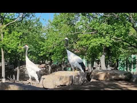 A pair of Red-crowned cranes