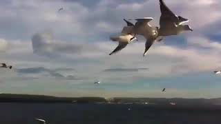 Kuş Gibi Özgür Olmak Kk. ...