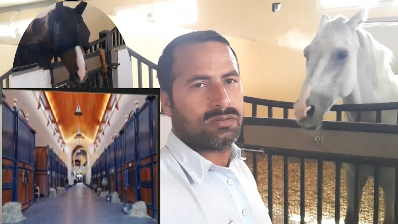 Luxury Horse Stables in Dubai/ Horse Stable visit YouTube
