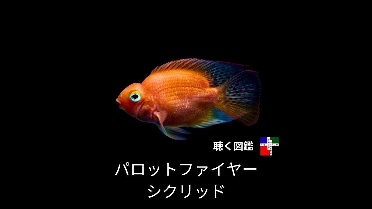 キングパロットファイヤー キングコングパロットファイヤー導入 やはりパロットでしょう＼(^o