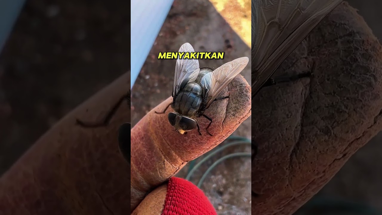 Bahaya lalat kuda!