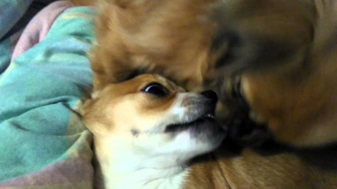 Hunde beim küssen 😘 YouTube