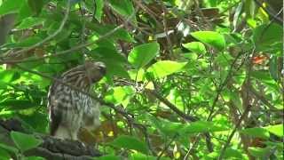 Falcon Fever