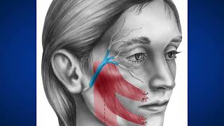 2022 Emerging Innovator: Kacey Marra, Professor of Plastic Surgery and Bioengineering