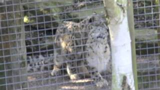 Snow Leopards Mating at Dudley Zoo