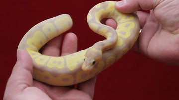 Banana Blade Clown male