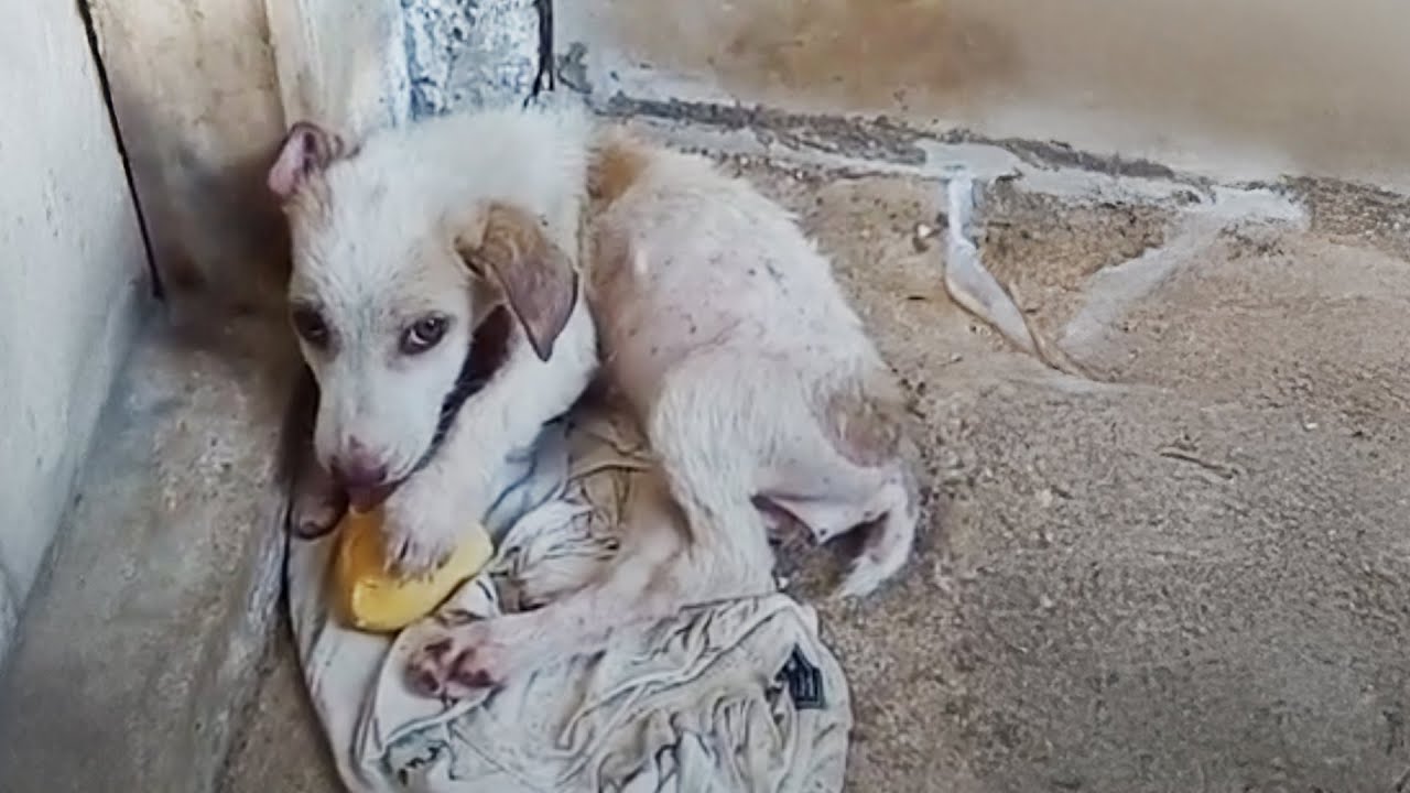 I Saved A Dog Left to Die in the Mountains! - YouTube