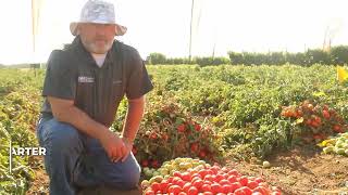 Hm.clause Processing Tomato Variety Hm8268