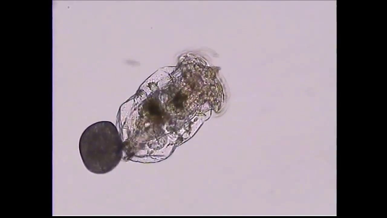 Rotifers-Brachionus plicatilis-Egg releasing-Dr G. HOTOS Lab, GREECE
