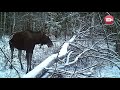 Сколько в Слонимском районе лосей, оленей, кабанов и переживут ли они такую зиму...