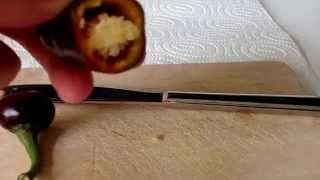 Naga Jolokia Chocolate Chili " How to get seeds tutorial