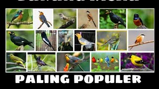 4 Jenis burung kicau paling populer  di indonesia 2020