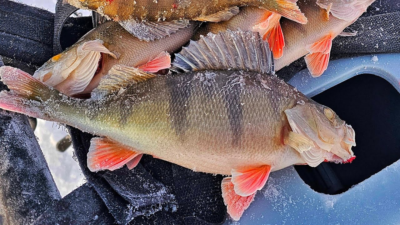 AHVENEN JA SIIAN PILKINTÄÄ | KUINKA NAPATAAN ENSIMMÄISET SIIAT