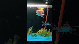 Arwana Silver Albino x Pbass x TSN #shortvideo #shorts #short #arwanasilveralbino #pbass #tsn