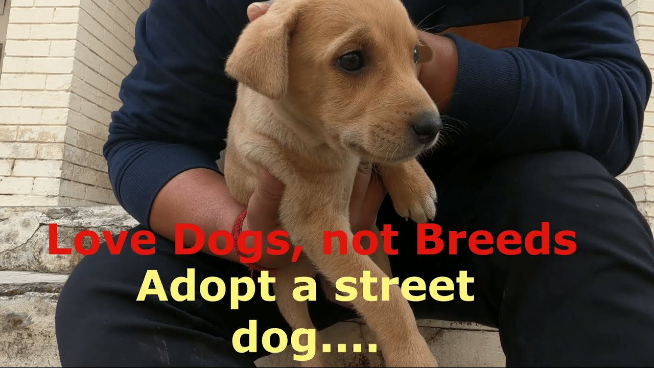 Adopt a street Dog| Indian Street Dogs