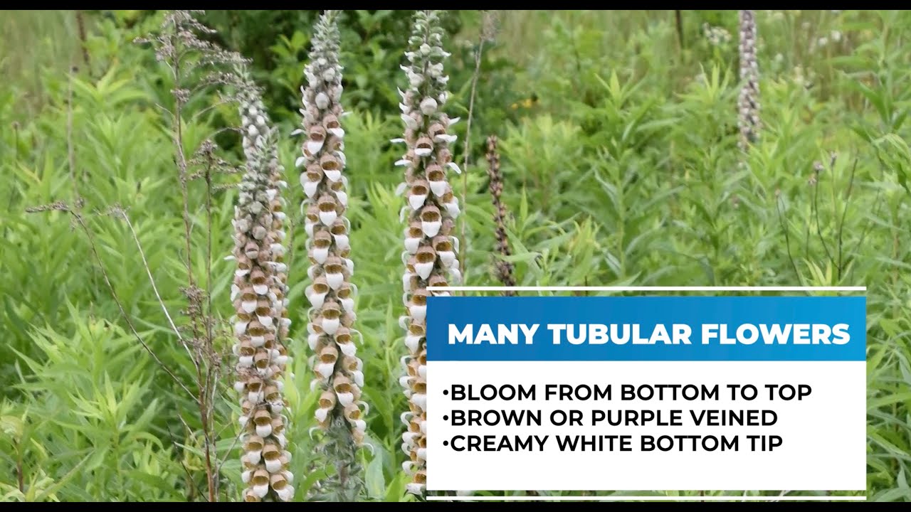 Noxious Weeds in Minnesota Grecian Foxglove July 2021 YouTube