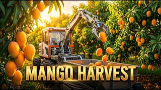 Mango Harvest Season | From Golden Orchards to Fresh Markets | Farming Documentary