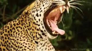 Yawn