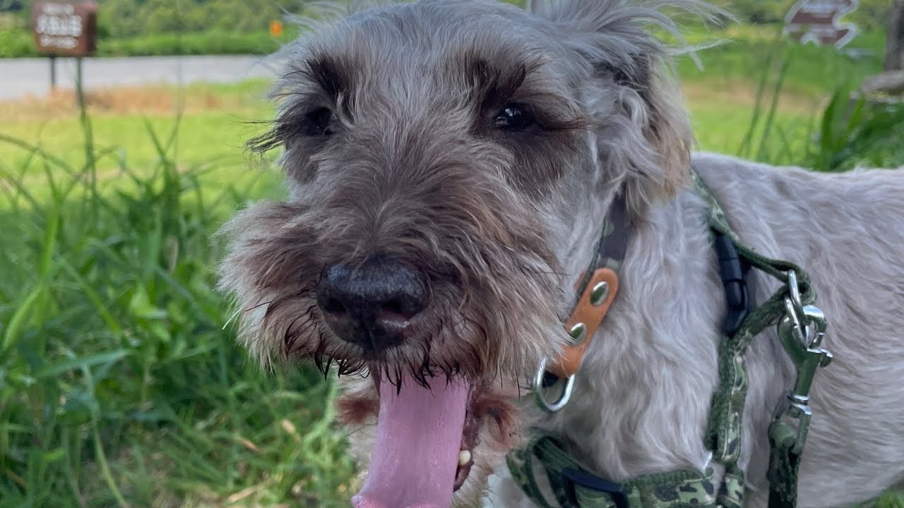 配信やってみた【英傑大戦】