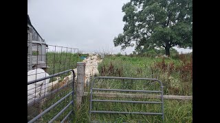 New farm just offered to us for grazing!