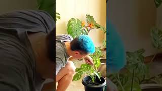 Famous Monstera Adansonii #monstera Net Worth