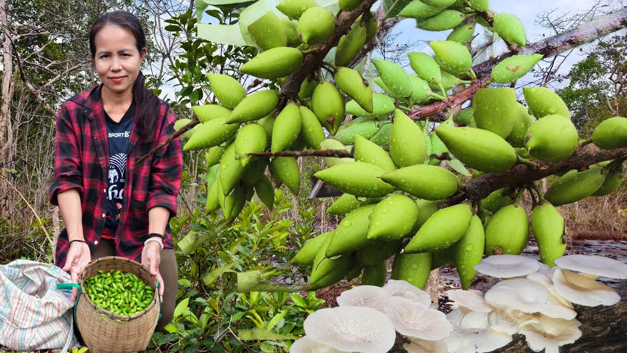 เข้าป่าเก็บเห็ดเก็บผลไม้ป่าตามฤดูกาลปีหนึ่งมีครั้งเดียวจ้า4 มี.ค 69