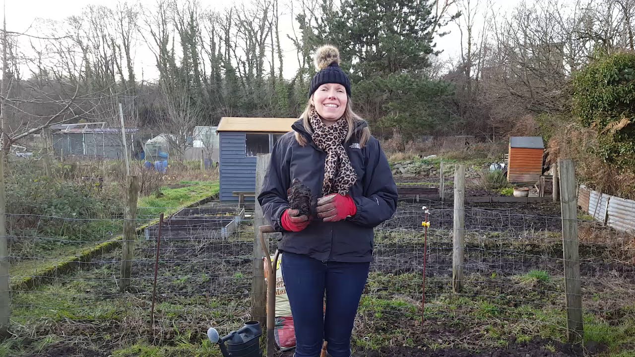1. How to grow Rhubarb