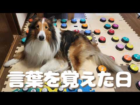 Talking Dog Rinta - YouTube