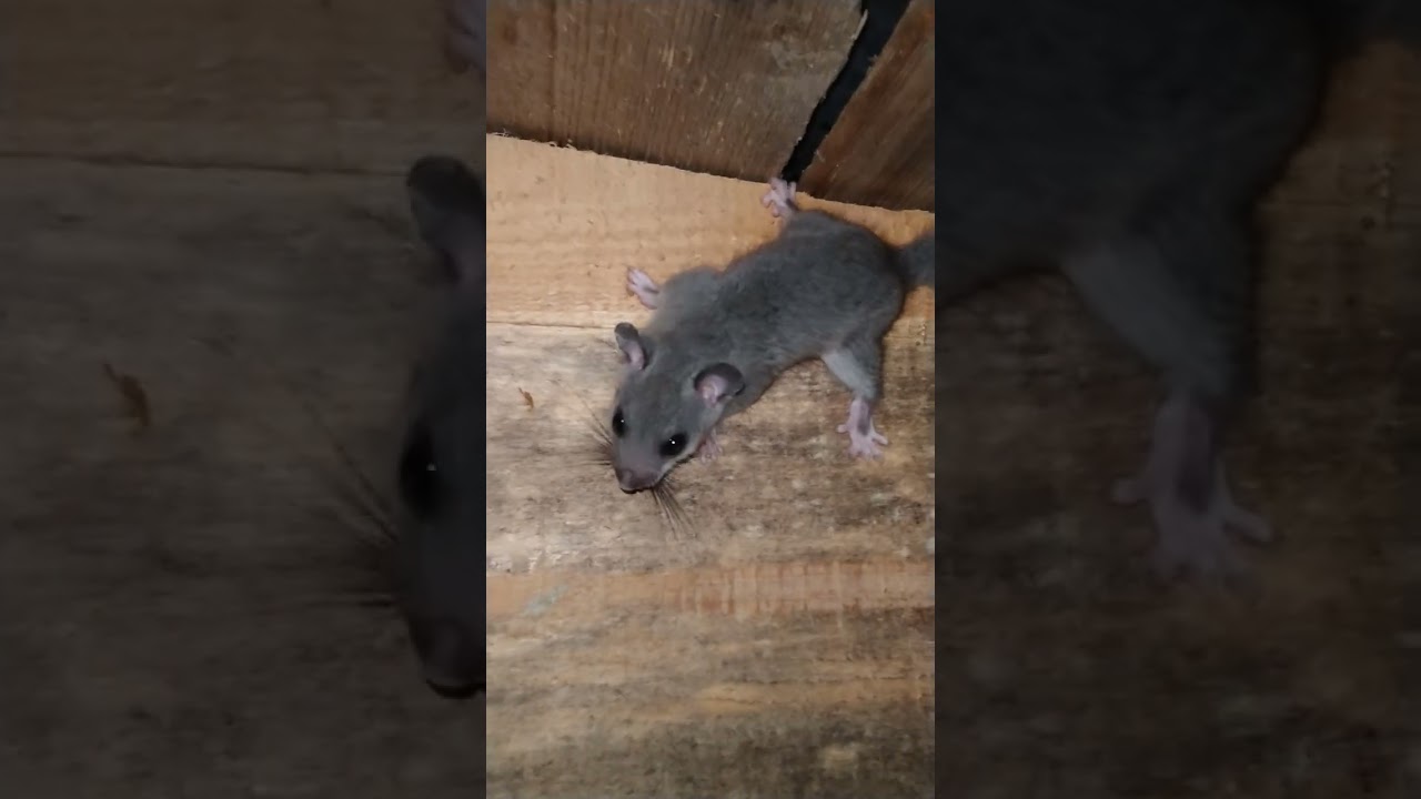 Соня-полчок бегает по стене.